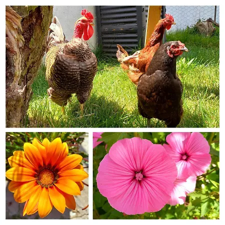 דירה The Sweet Lemon 3 *