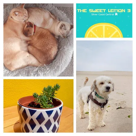 The Sweet Lemon 3 * בומברל