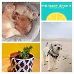 The Sweet Lemon 3 * Бомбаррал